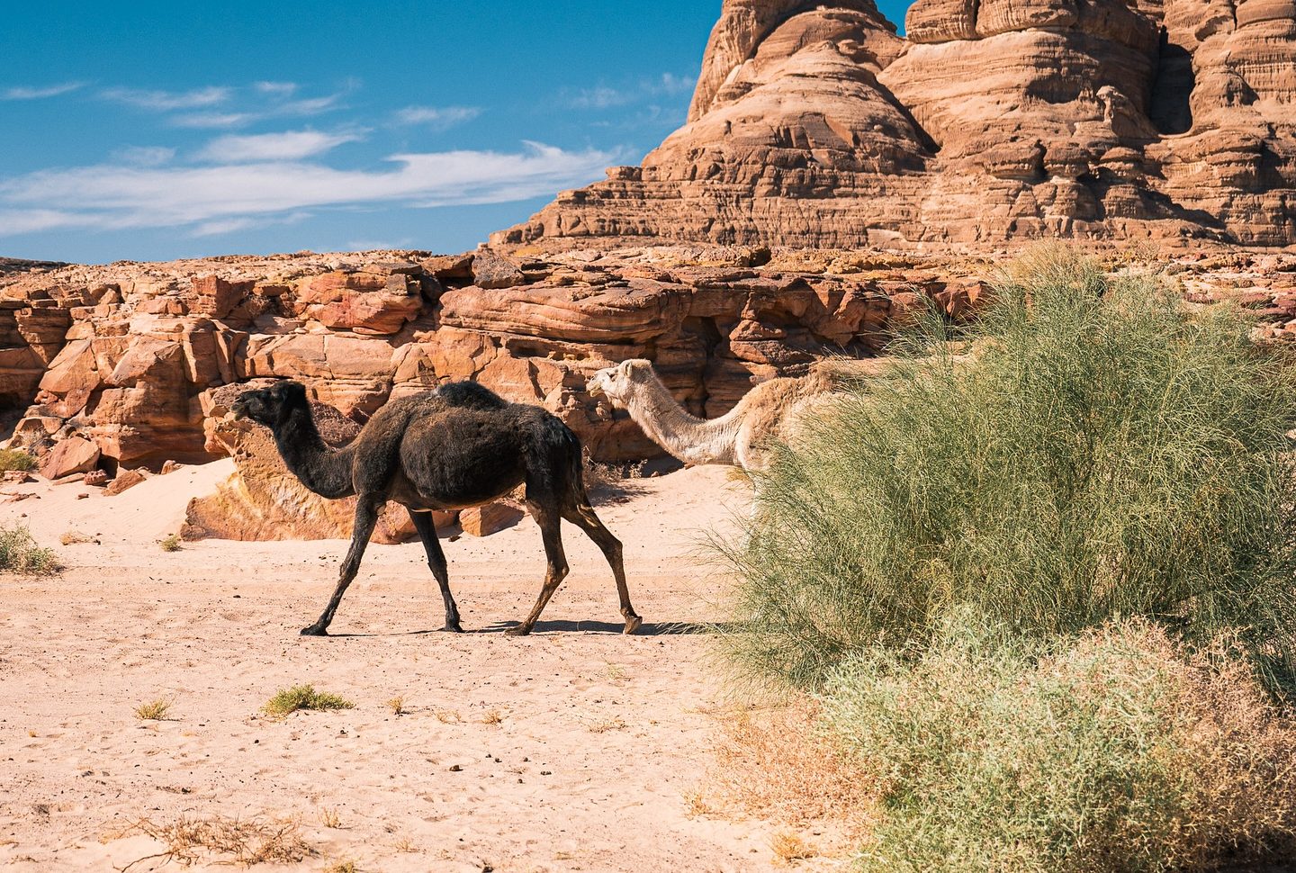 Sinai Desert Adventures